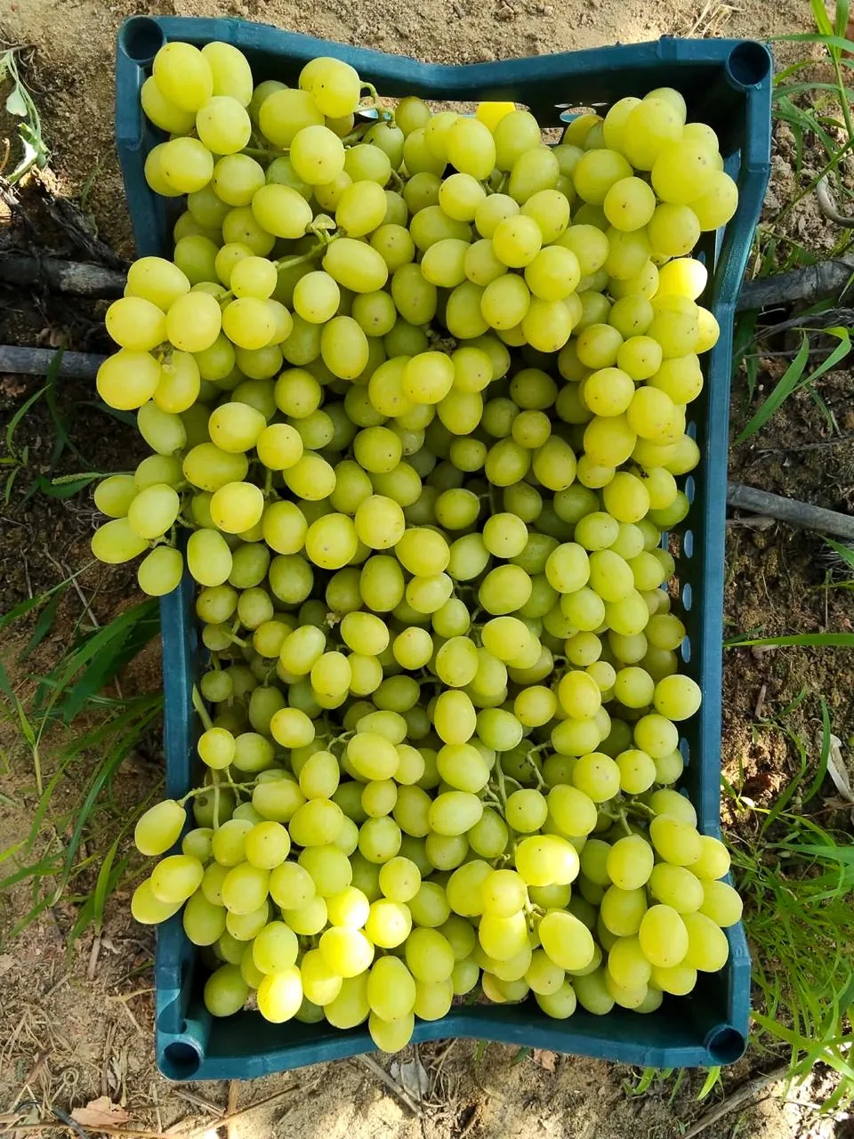 العنب
